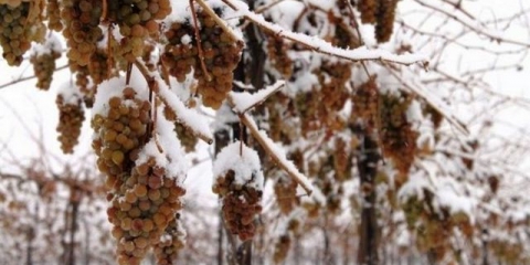 Grožđe smrznuto šta raditi